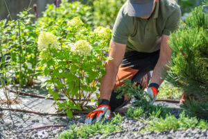 Gardener Pruning Plants in a Vibrant Backyard During Sunny Afternoon