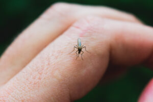 A macro shot of a mosquito on a human finger